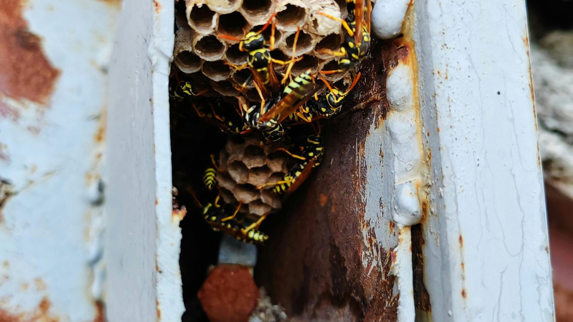 Traitement contre les guêpes et frelons Traitement contre les guêpes et frelons