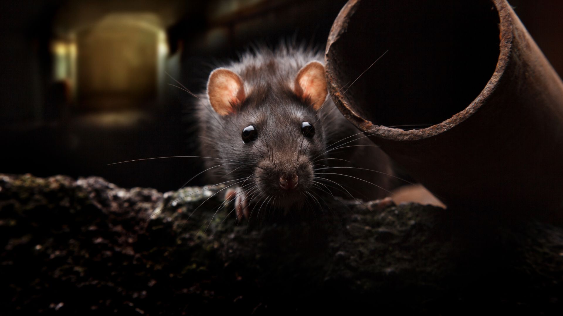 Dératisation – Lutte contre les rats et les souris Dératisation – Lutte contre les rats et les souris